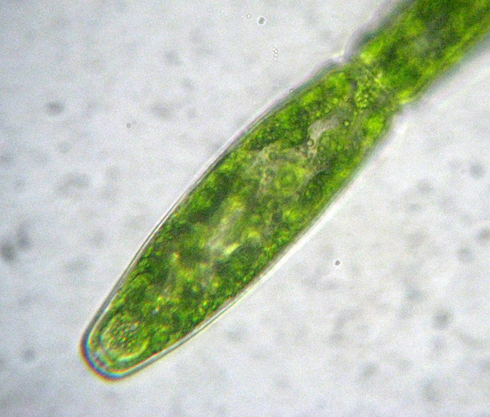 Pleurotaenium sp.